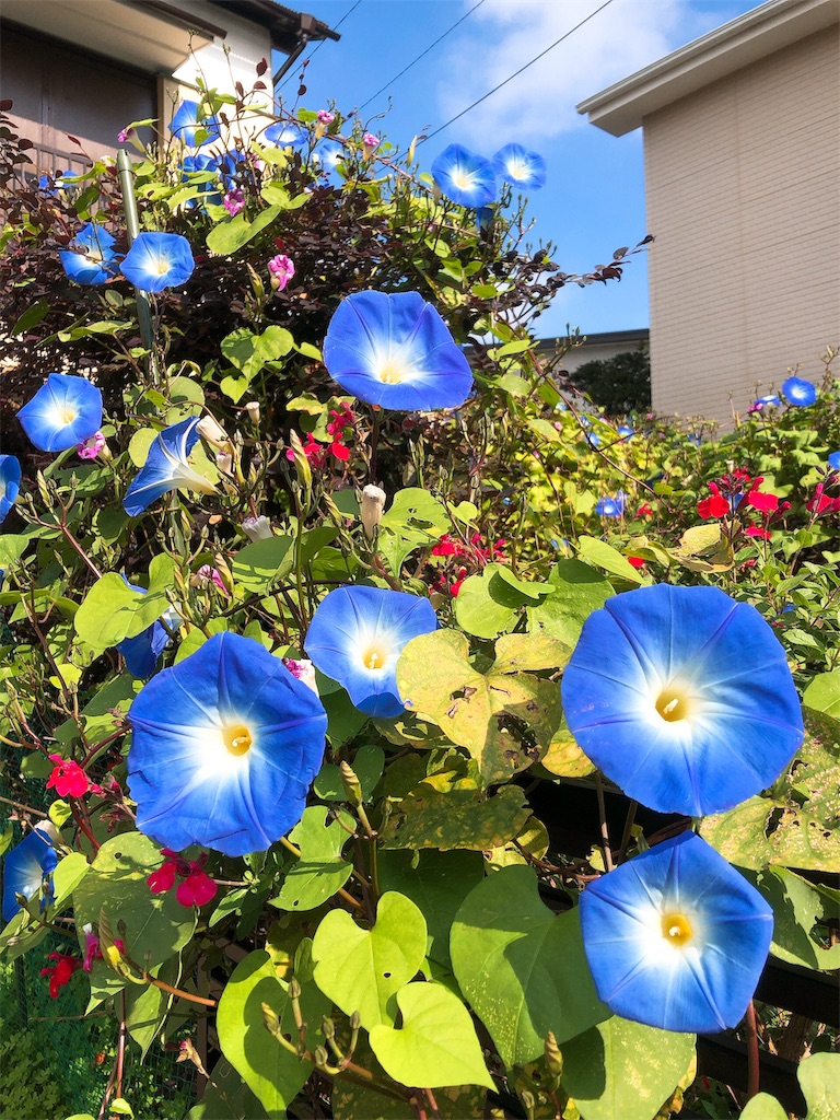 f:id:yomechang:20191111115459j:image