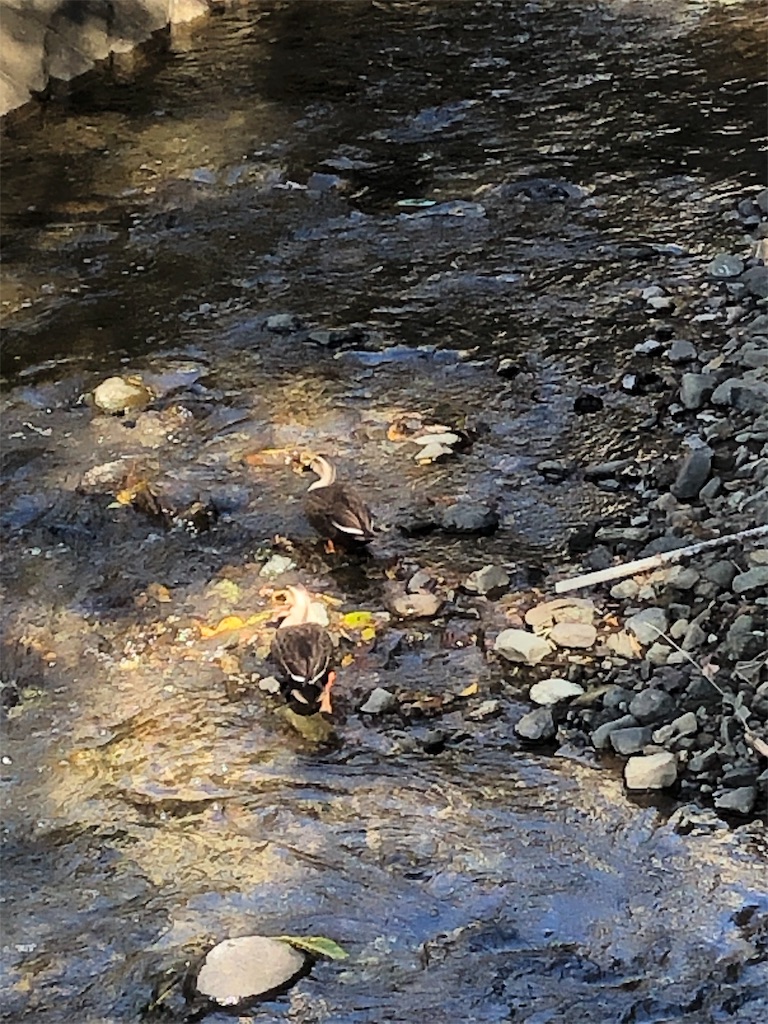 f:id:yomechang:20191116170056j:image