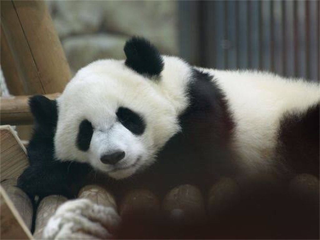 f:id:yomechang:20200411093055j:image