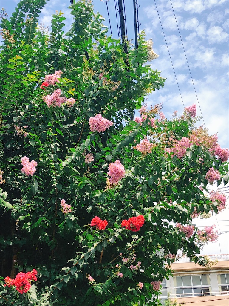 f:id:yomechang:20200804114416j:image f:id:yomechang:20200804114416j:image