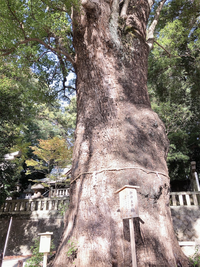 f:id:yomechang:20201121153157j:plain