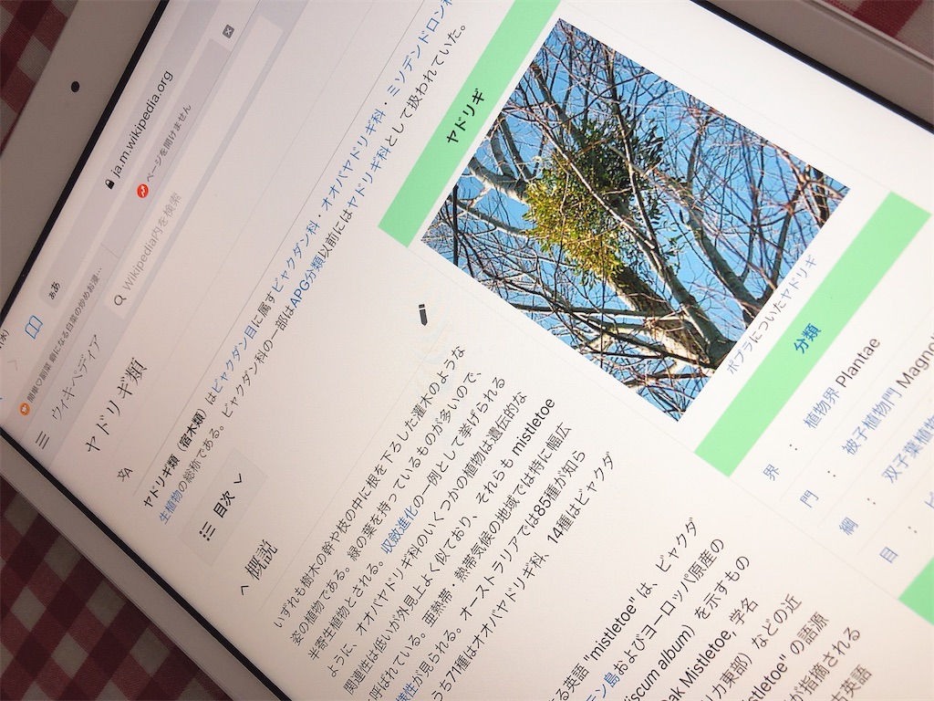 大木のモジャモジャ 正体判明 嫁ちゃんのぶろぐ 大木のモジャモジャ 正体判明 嫁ちゃんのぶろぐ