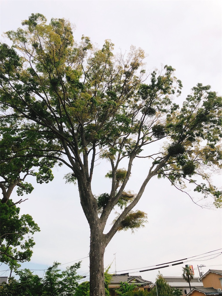 f:id:yomechang:20210425132122j:plain
