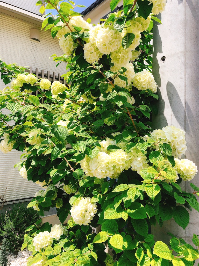 f:id:yomechang:20210425132201j:plain