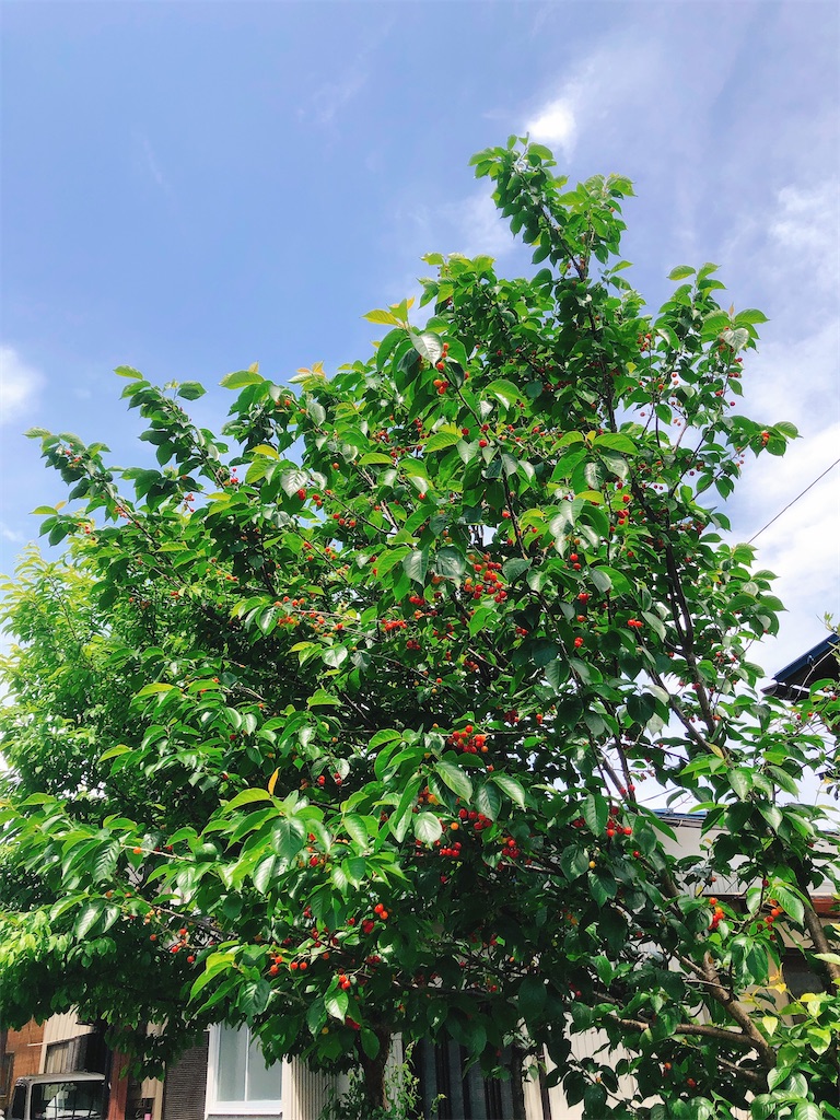 f:id:yomechang:20210425132500j:plain