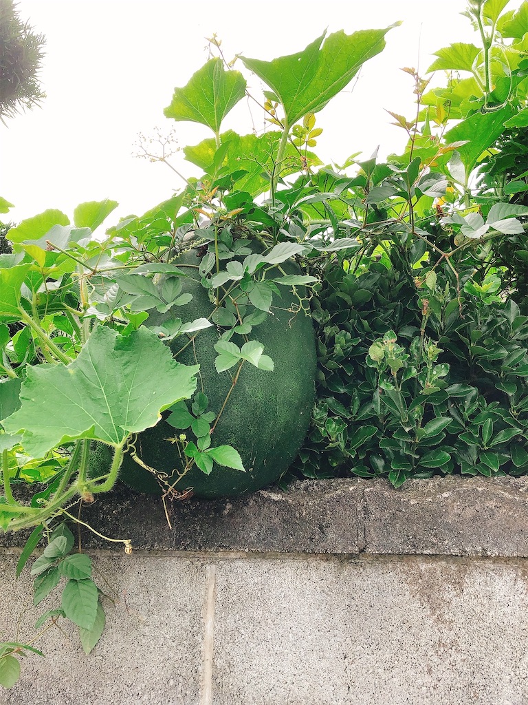 f:id:yomechang:20210807114632j:plain