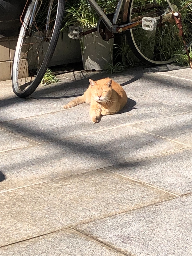 f:id:yomechang:20211026110158j:plain