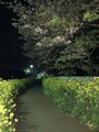 [自転車]三崎夜桜見物