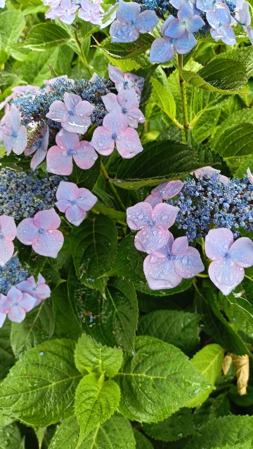 f:id:yomiko-ohanashi:20250611084413j:image