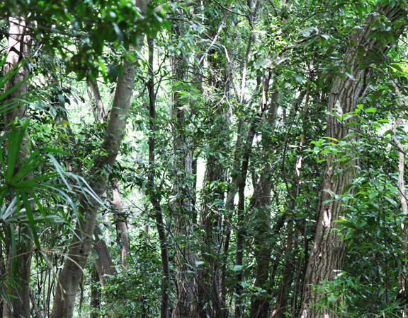 f:id:yomikodesign:20160608130943j:plain