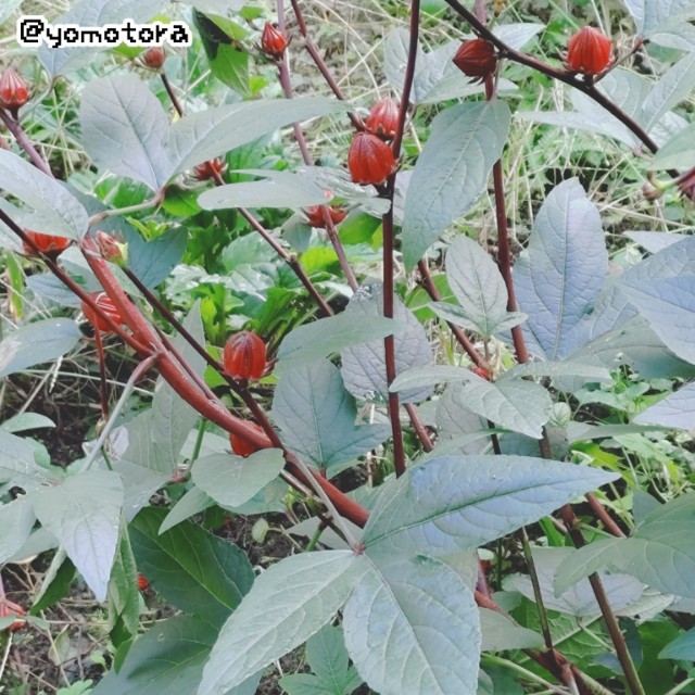 野草？＃8 ローゼルの葉を食べる - よもとら diary