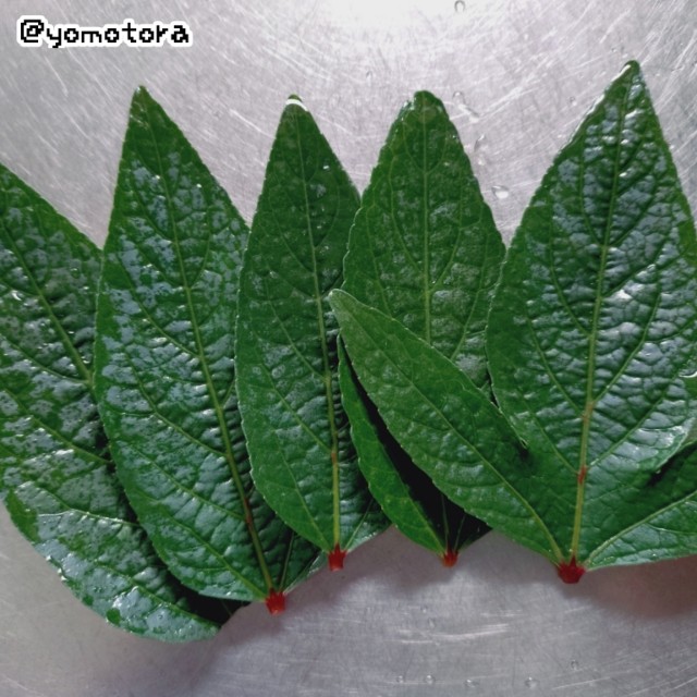 野草？＃8 ローゼルの葉を食べる - よもとら diary