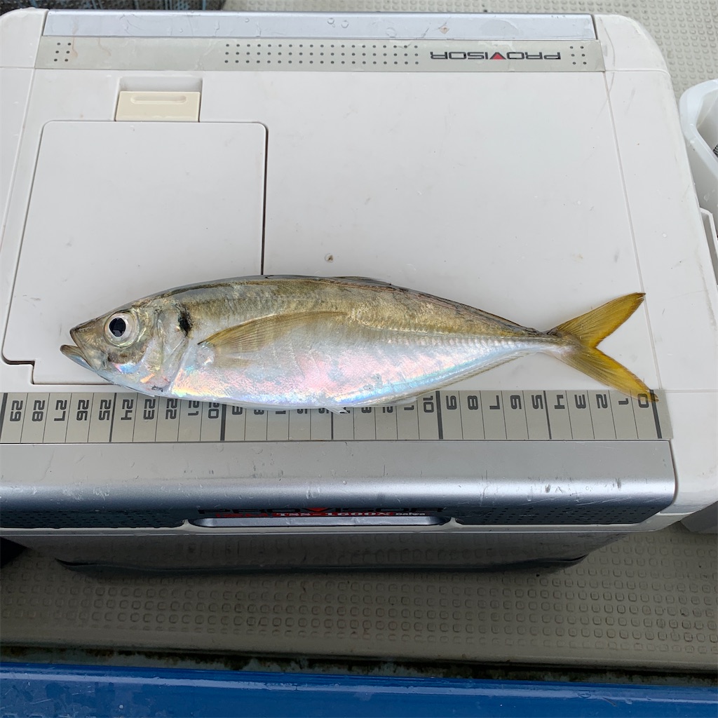 船釣り純栄丸 メクリアジ 06 27 波止釣りはじめました 船釣り純栄丸 メクリアジ 06 27 波止釣りはじめました