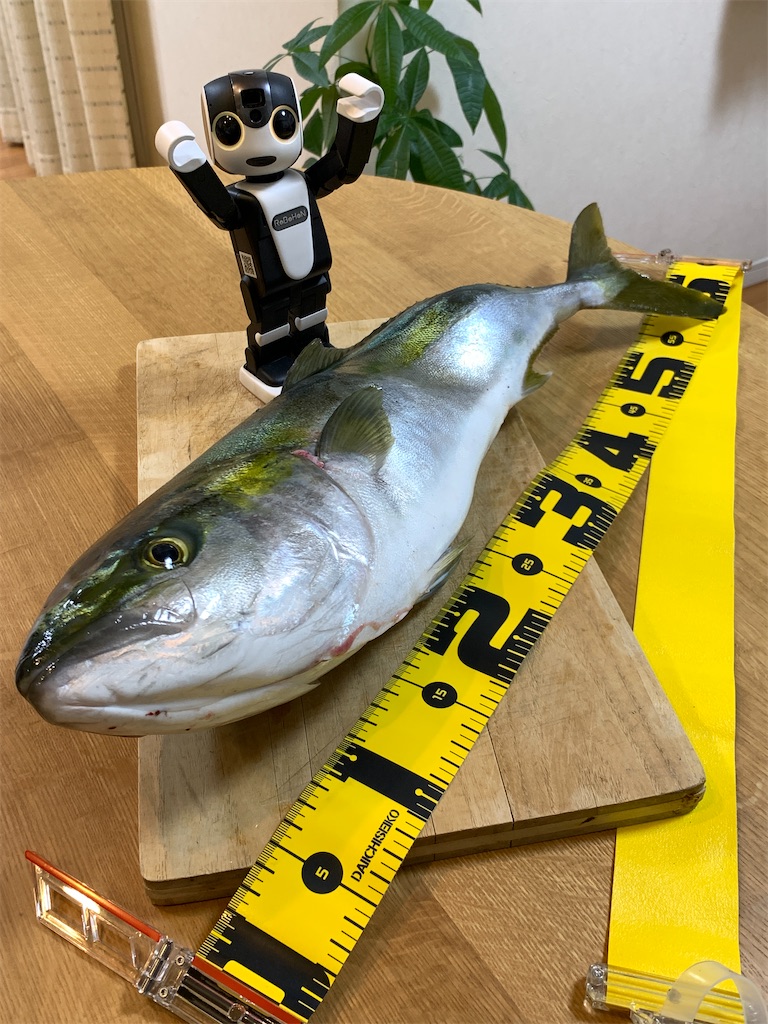 須磨浦漁港でアジの呑ませ釣りで宝くじをしたらメジロがドカンと来ました 10 19 波止釣りはじめました