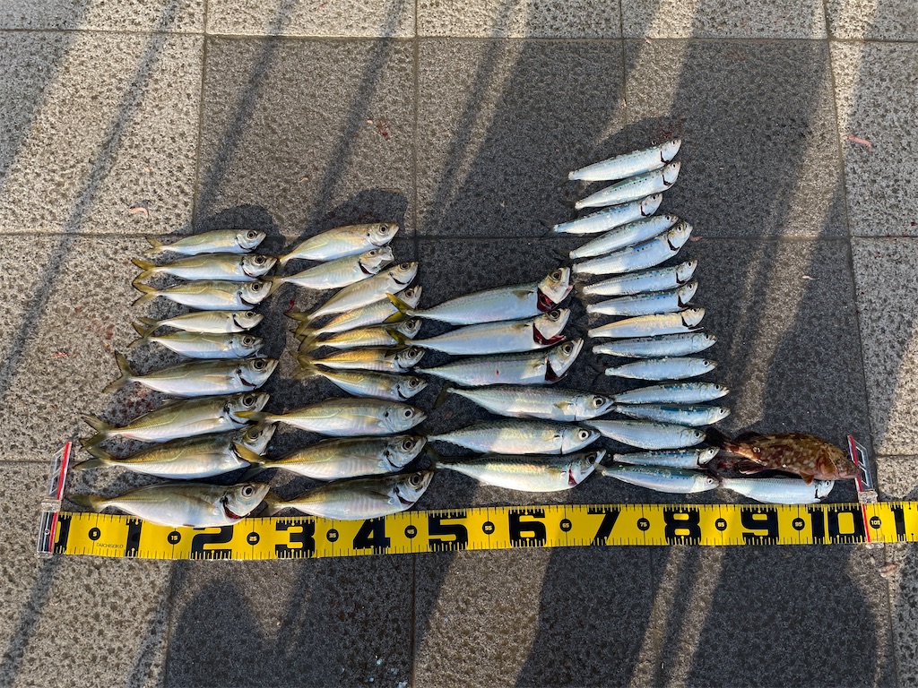 サバとは 動植物の人気 最新記事を集めました はてな