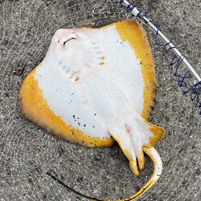 汐見埠頭でイワシとエイ2枚 21 08 29 波止釣りはじめました