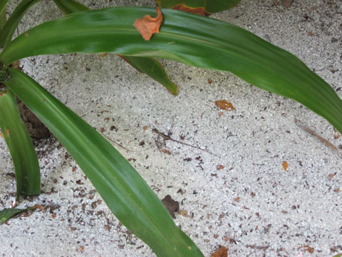 f:id:yomumirutaberu:20170121121456j:plain f:id:yomumirutaberu:20170121121456j:plain