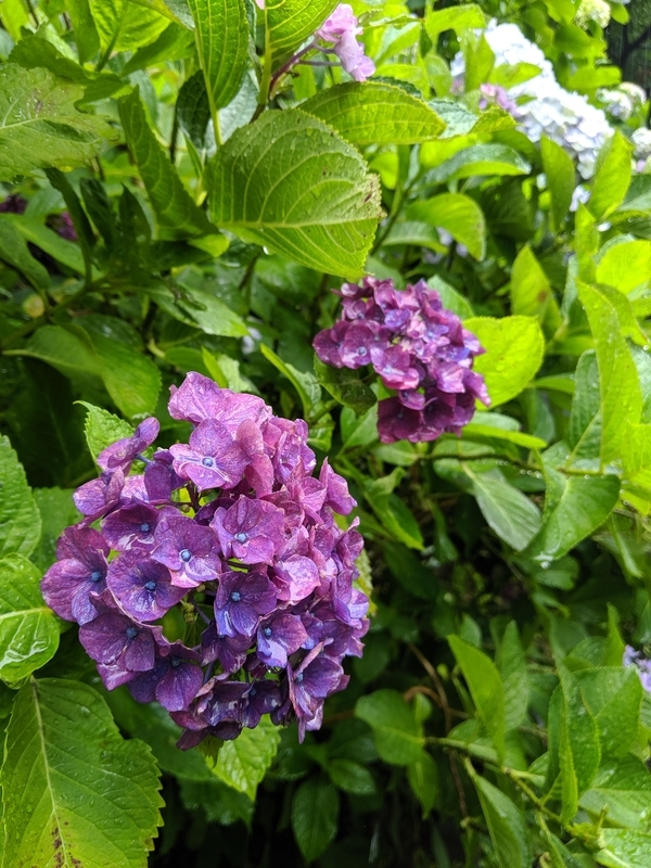 円覚寺の紫色の紫陽花