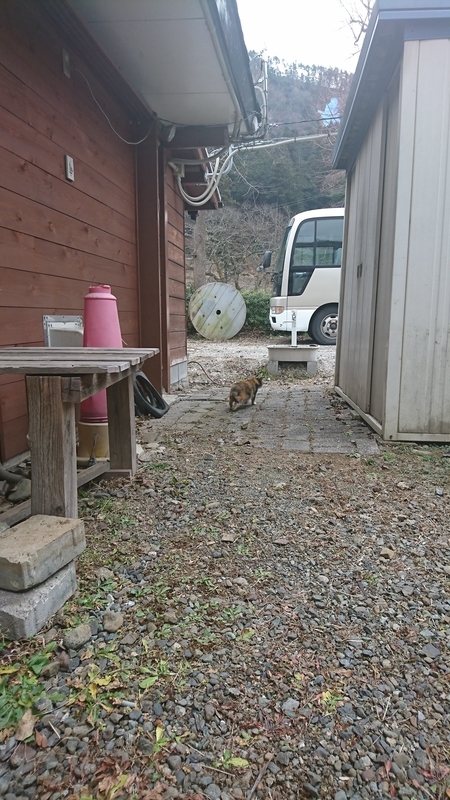 猫発見