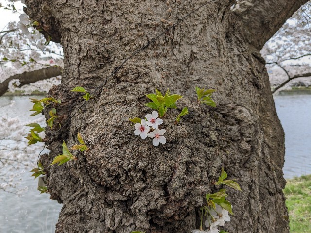 f:id:yomumirutaberu:20240420085708j:image