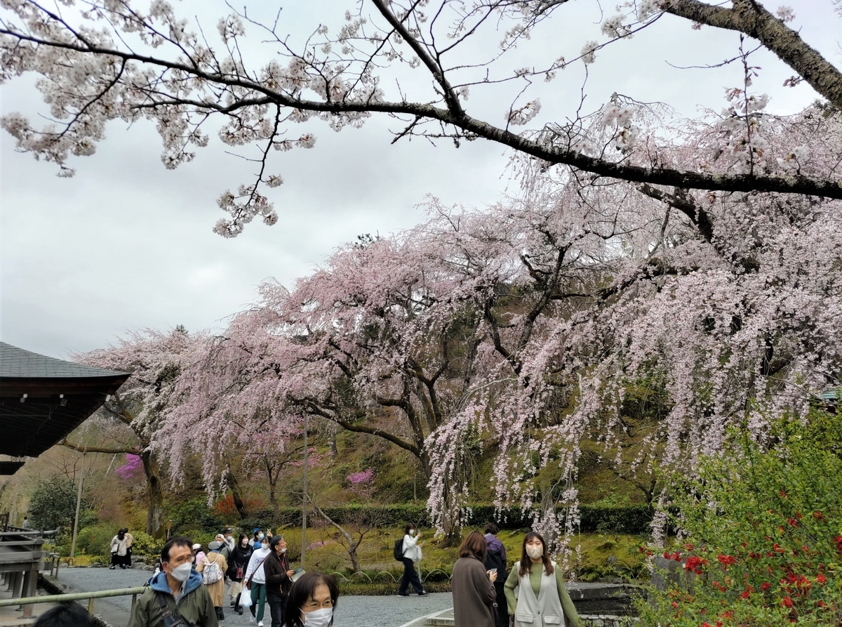 天龍寺 百花苑 と亀山公園 百花繚乱の嵐山 京都おすすめ散歩道