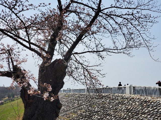 f:id:yon501xx:20200322143143j:image f:id:yon501xx:20200322143143j:image