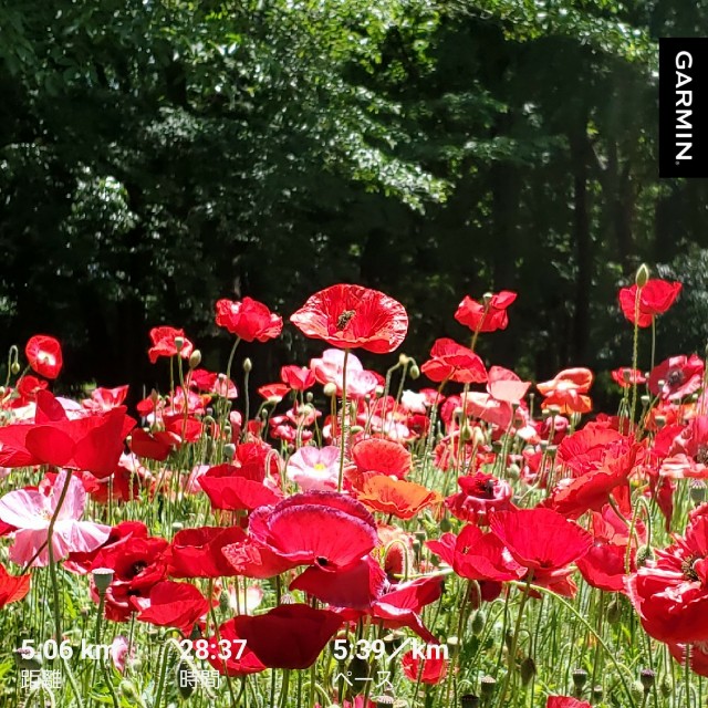 f:id:yon501xx:20200517205654j:image