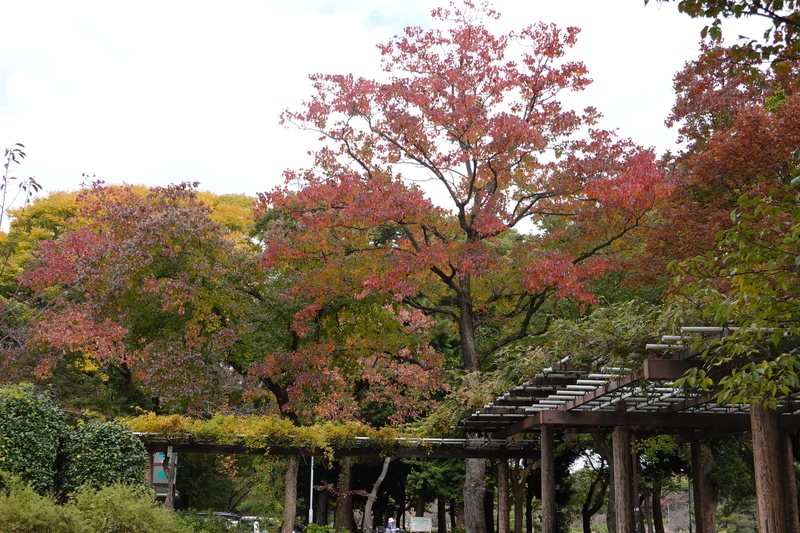 f:id:yona515:20201112153731j:plain f:id:yona515:20201112153731j:plain