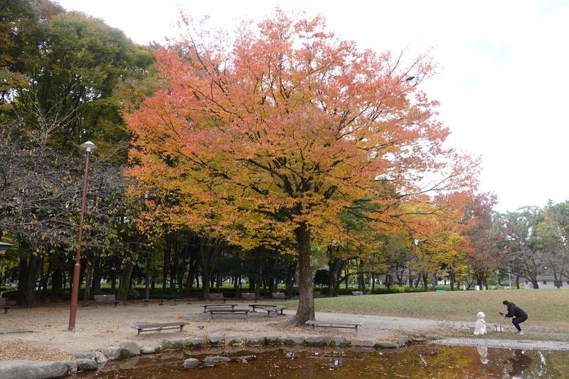 f:id:yona515:20201112154025j:plain f:id:yona515:20201112154025j:plain