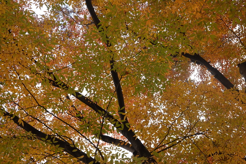 f:id:yona515:20201112154048j:plain f:id:yona515:20201112154048j:plain