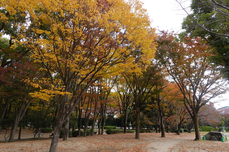 f:id:yona515:20201112154114j:plain f:id:yona515:20201112154114j:plain
