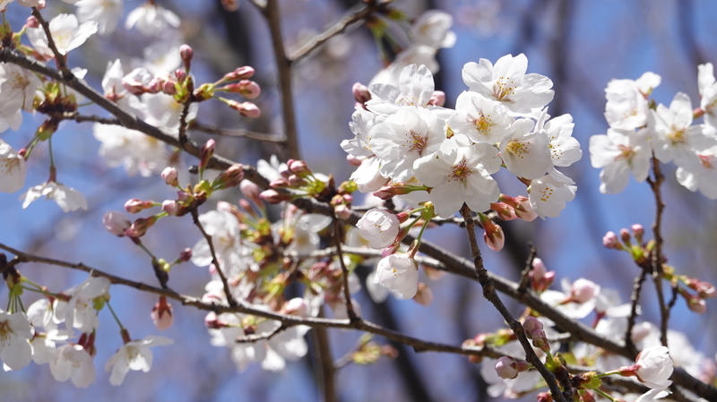 f:id:yona515:20210324070005j:plain