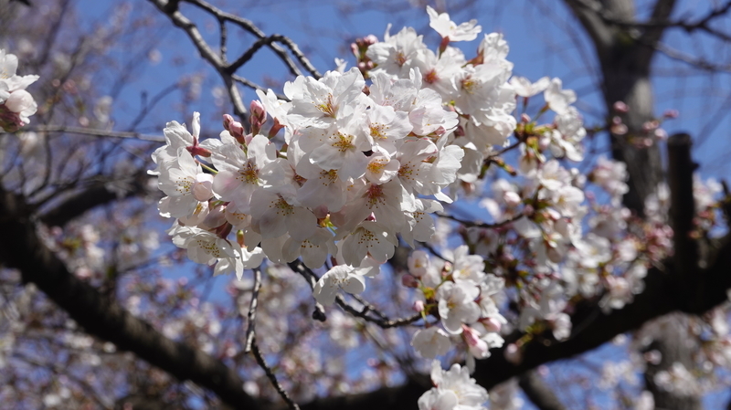 f:id:yona515:20210324070014j:plain
