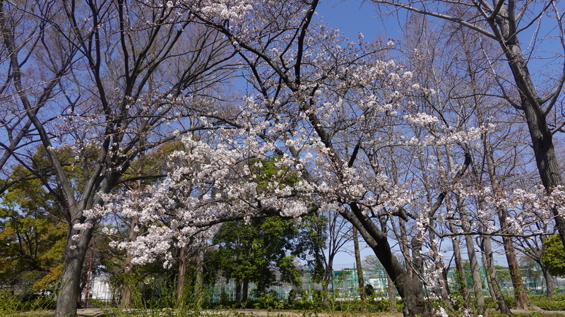 f:id:yona515:20210324070044j:plain