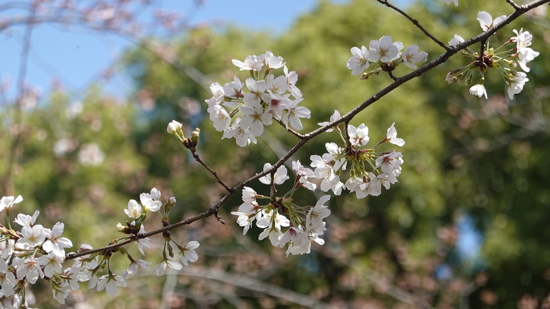 f:id:yona515:20210325050745j:plain