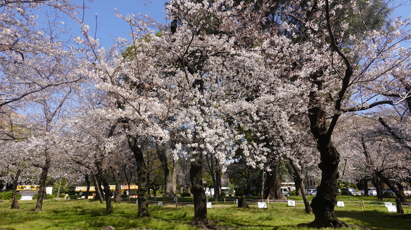 f:id:yona515:20210325050754j:plain