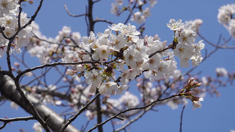 f:id:yona515:20210327061019j:plain
