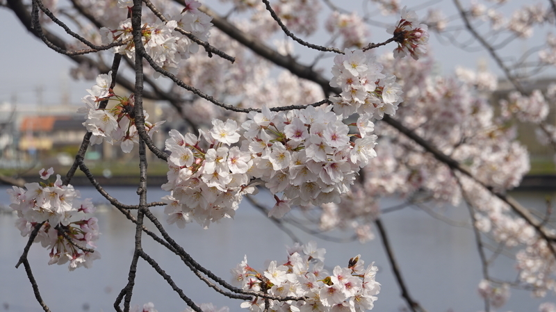f:id:yona515:20210328073222j:plain