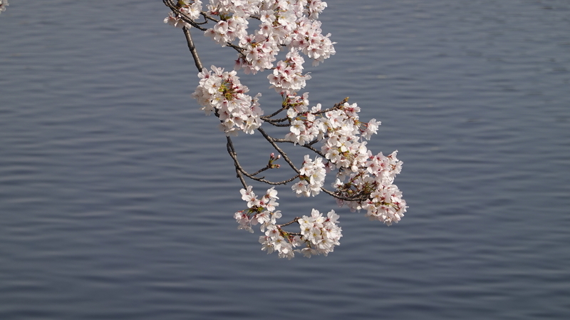 f:id:yona515:20210328073229j:plain