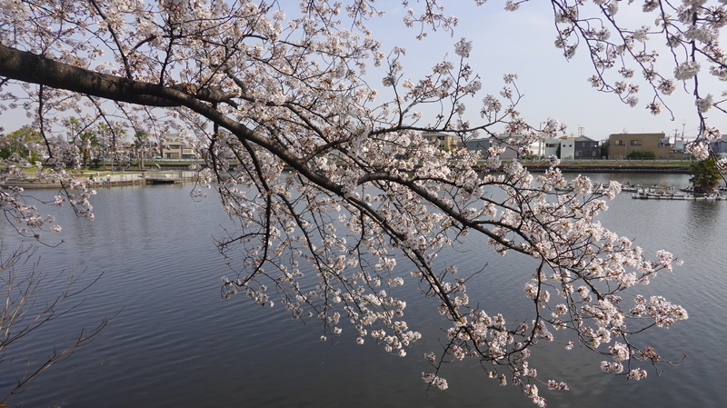 f:id:yona515:20210328073910j:plain