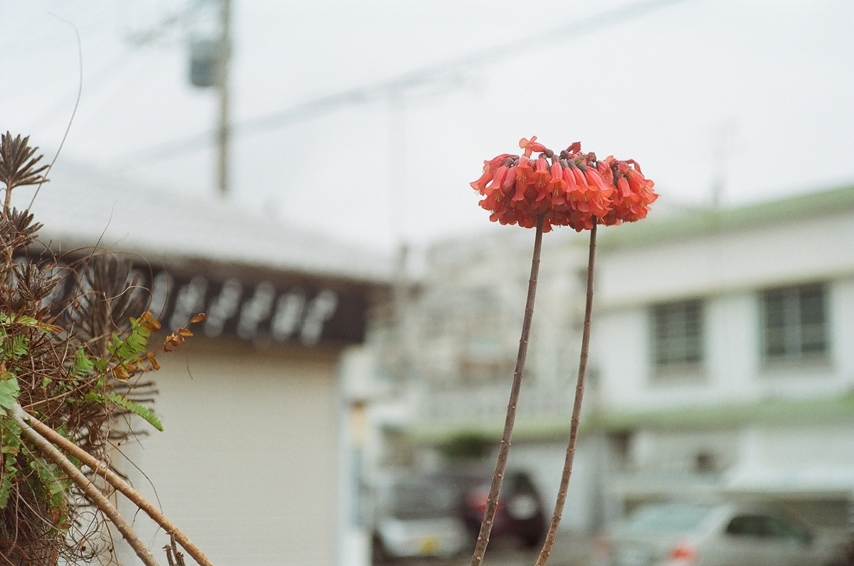 f:id:yonaguni_color:20200208210524j:plain