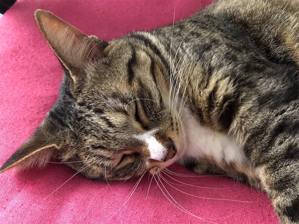 f:id:yonakano-undoukai:20220310070916j:image