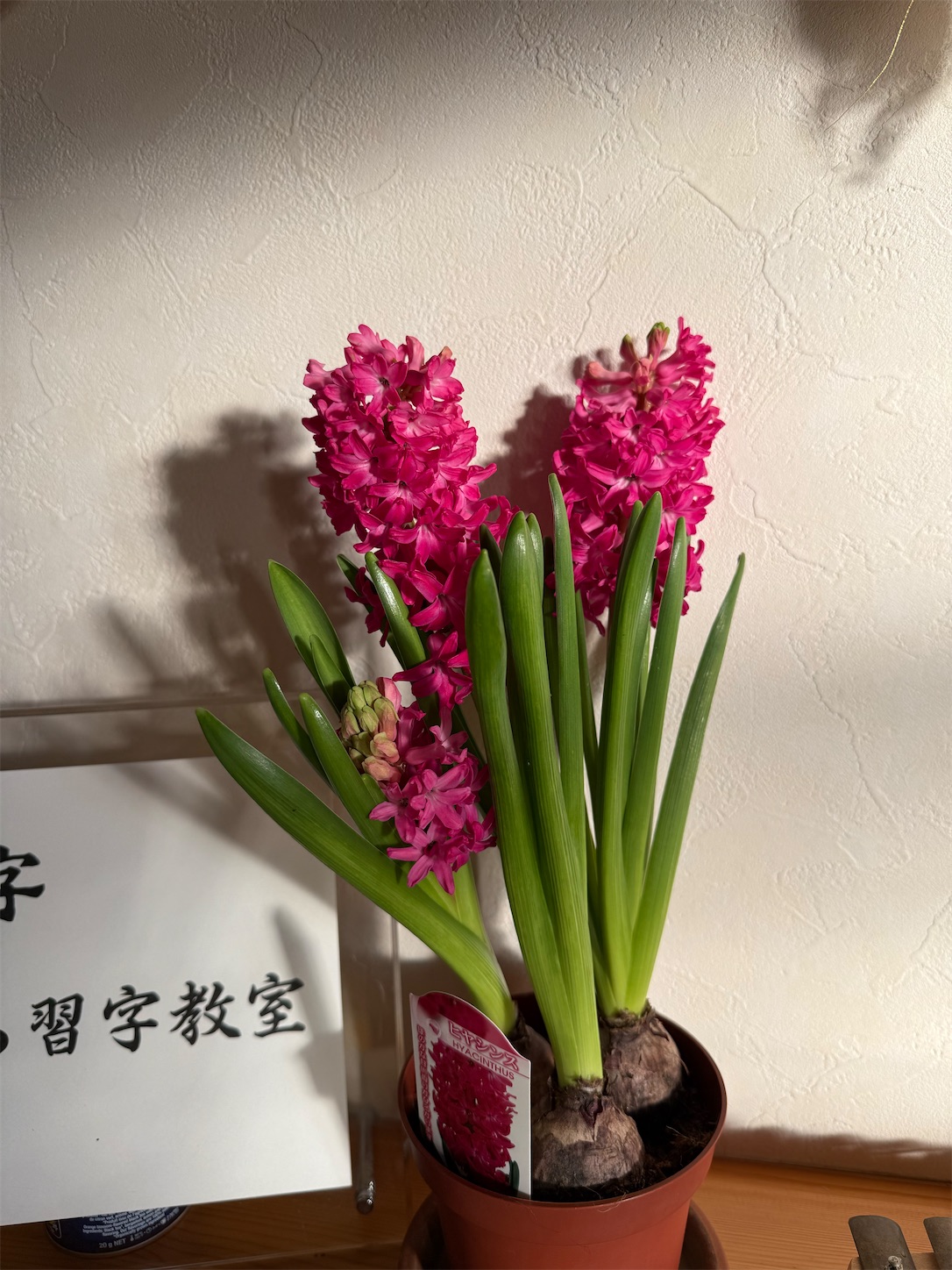 f:id:yonashiro-shuji:20260116220816j:image f:id:yonashiro-shuji:20260116220816j:image