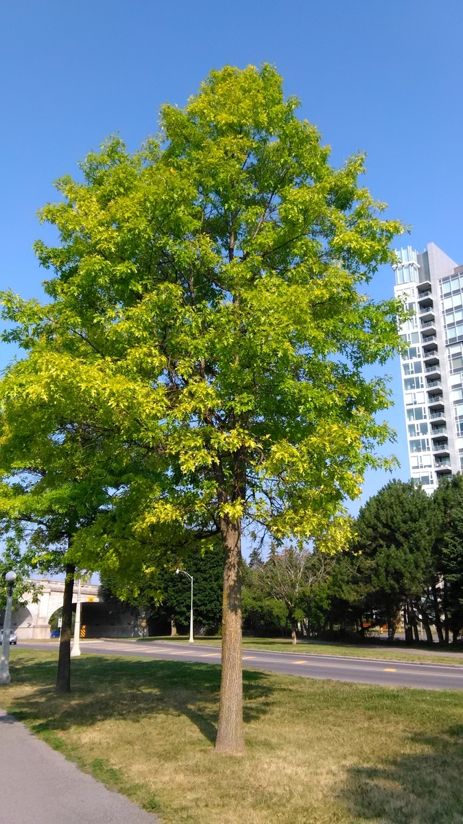f:id:yonchan324:20190729013509j:plain:w100 f:id:yonchan324:20190729013509j:plain:w100