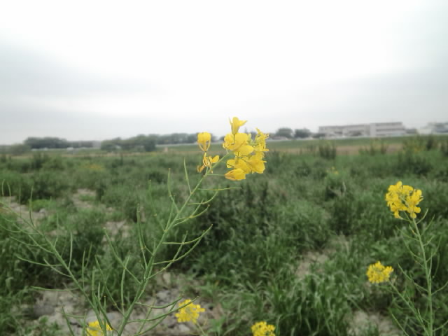 f:id:yonekobo:20110504234903j:image:w400