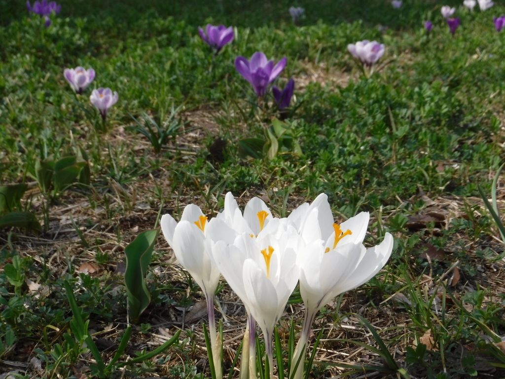 f:id:yonesho1985:20190312151013j:plain f:id:yonesho1985:20190312151013j:plain