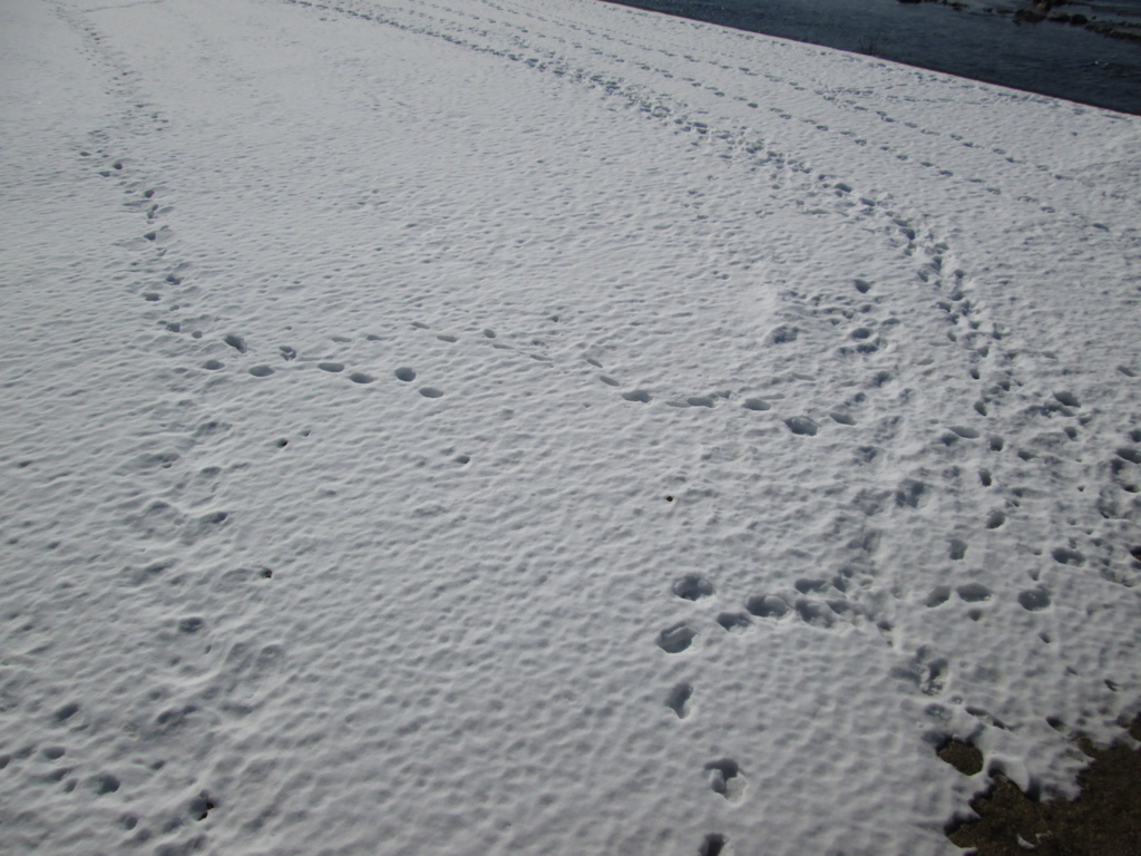 f:id:yonhonda:20180223125951j:plain