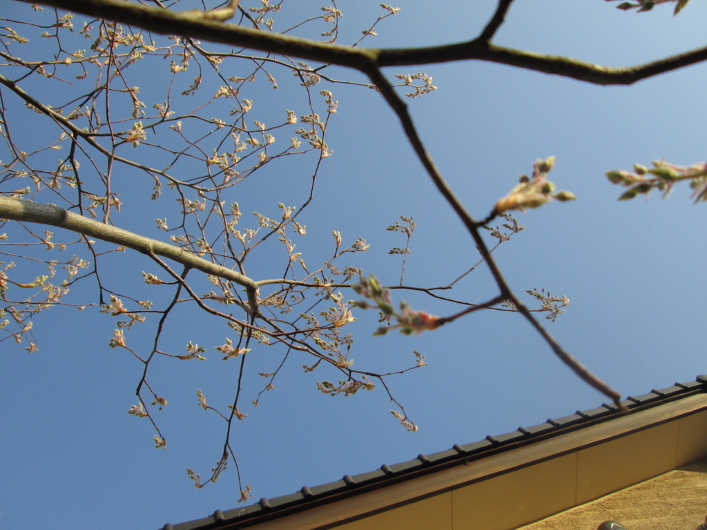 f:id:yonhonda:20180331075235j:plain f:id:yonhonda:20180331075235j:plain