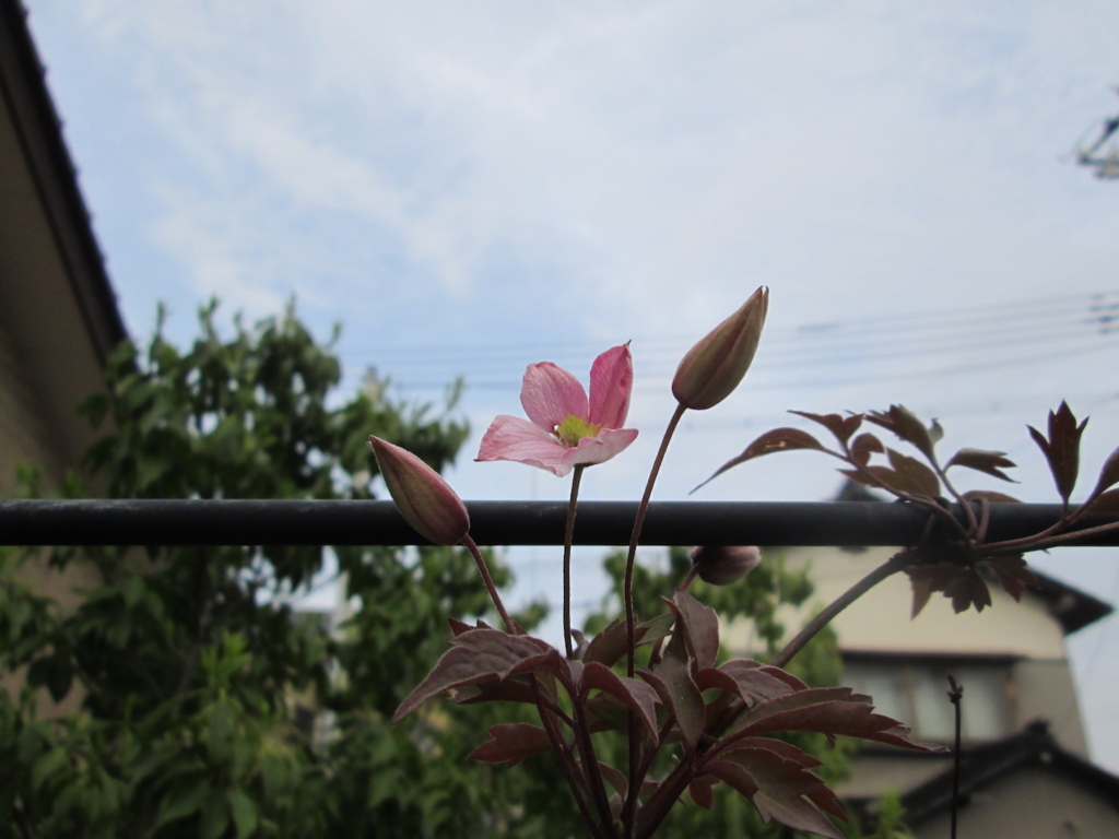 f:id:yonhonda:20180427084028j:plain