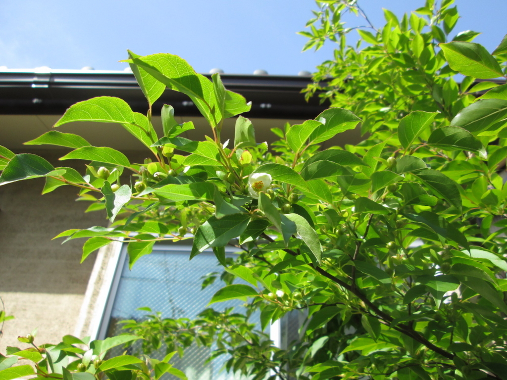 f:id:yonhonda:20180526201523j:plain